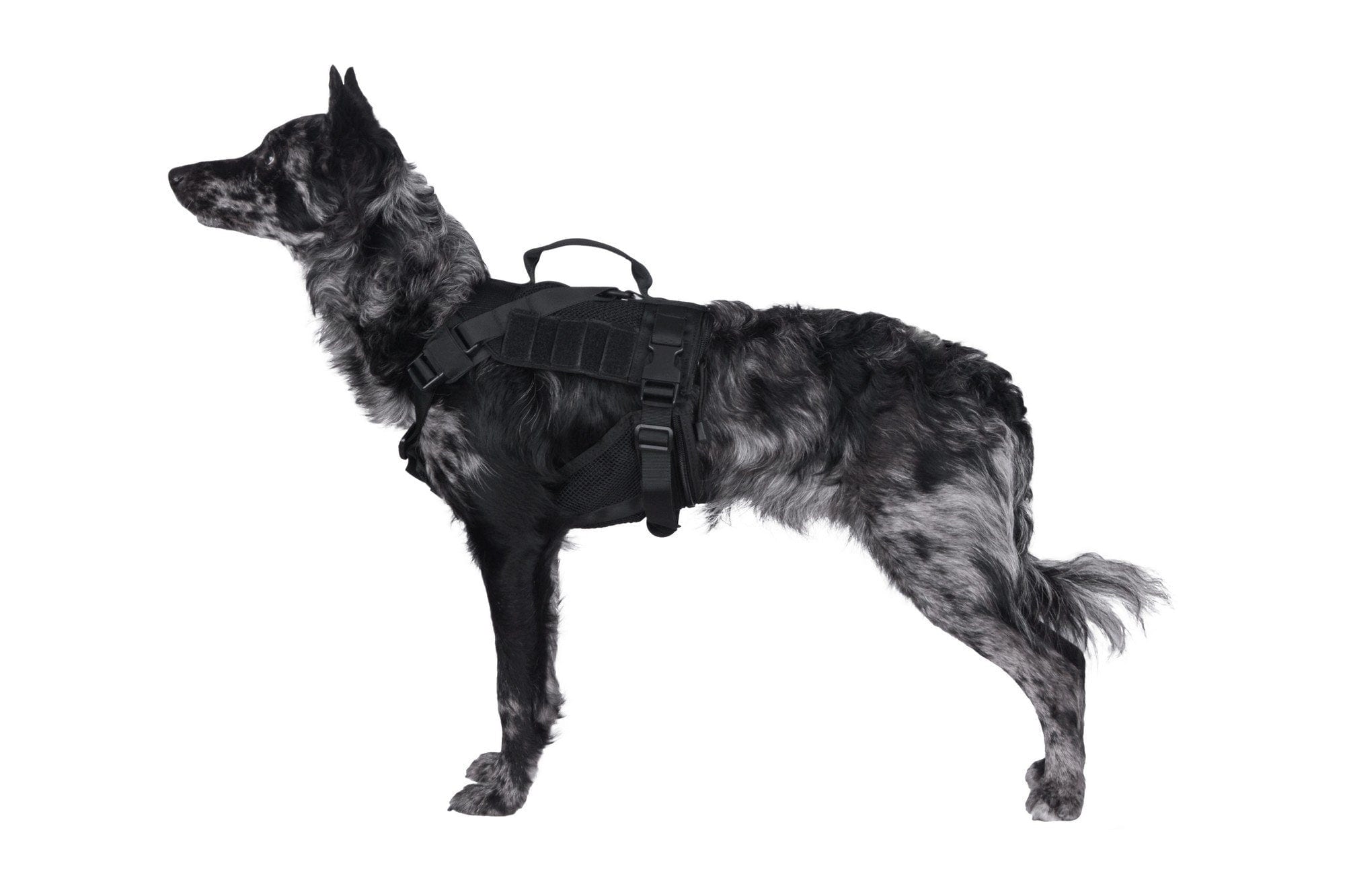 Tactical harness for dog - black