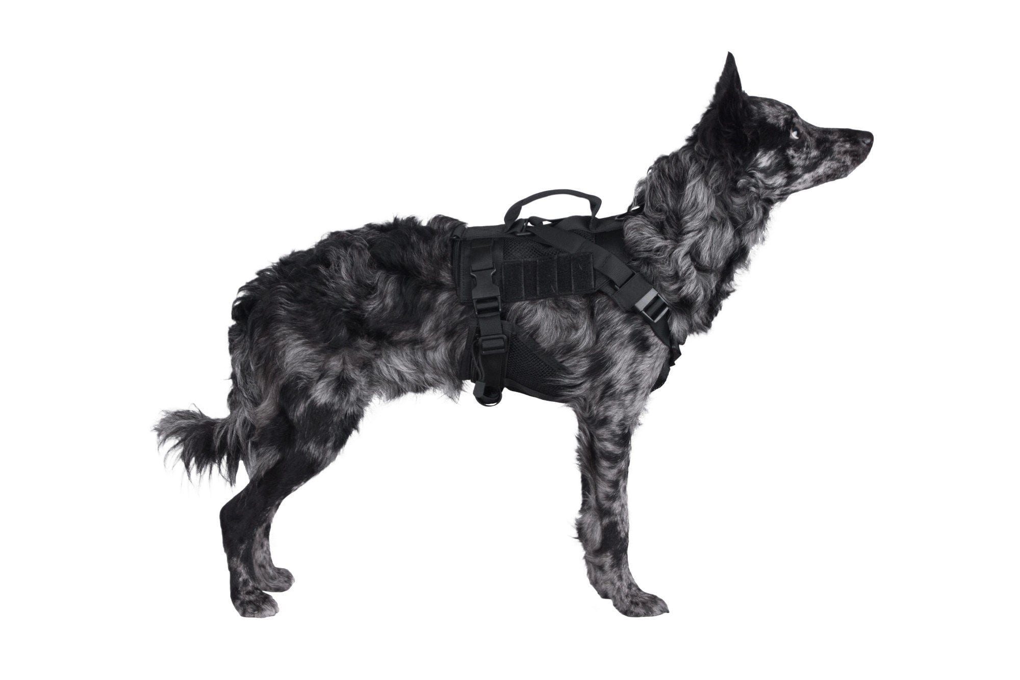 Tactical harness for dog - black