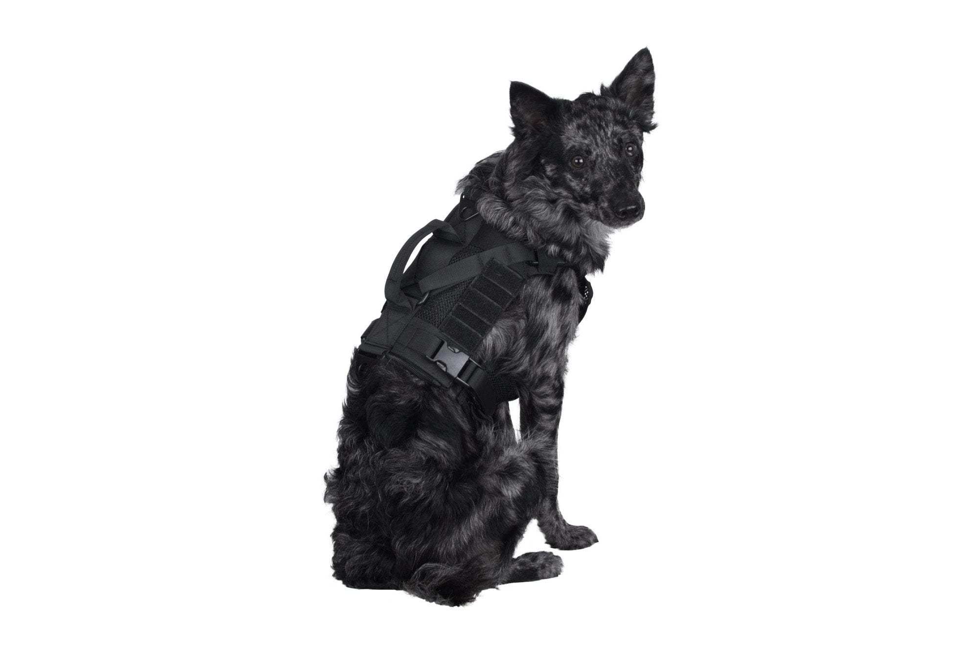 Tactical harness for dog - black