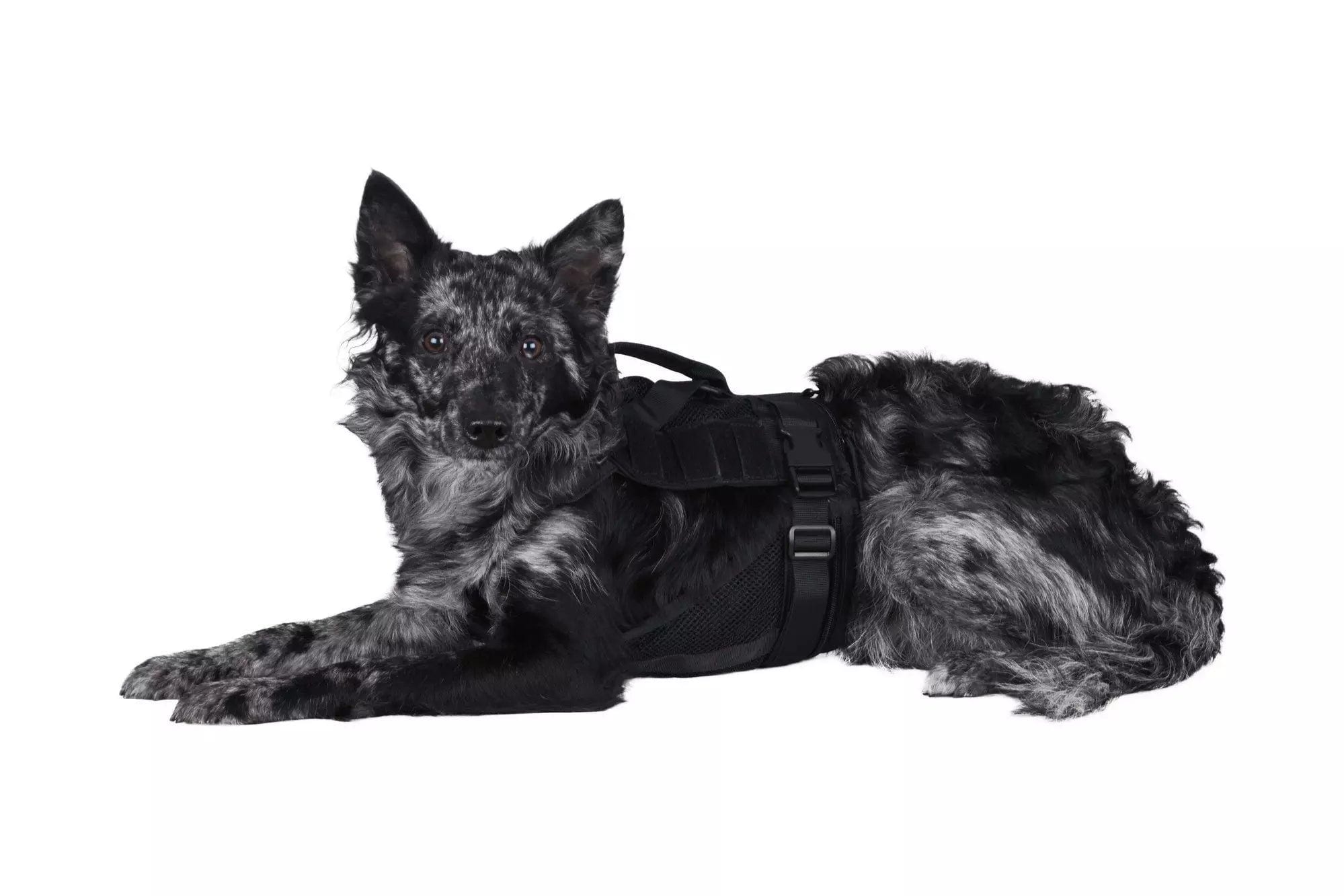 Tactical harness for dog - black