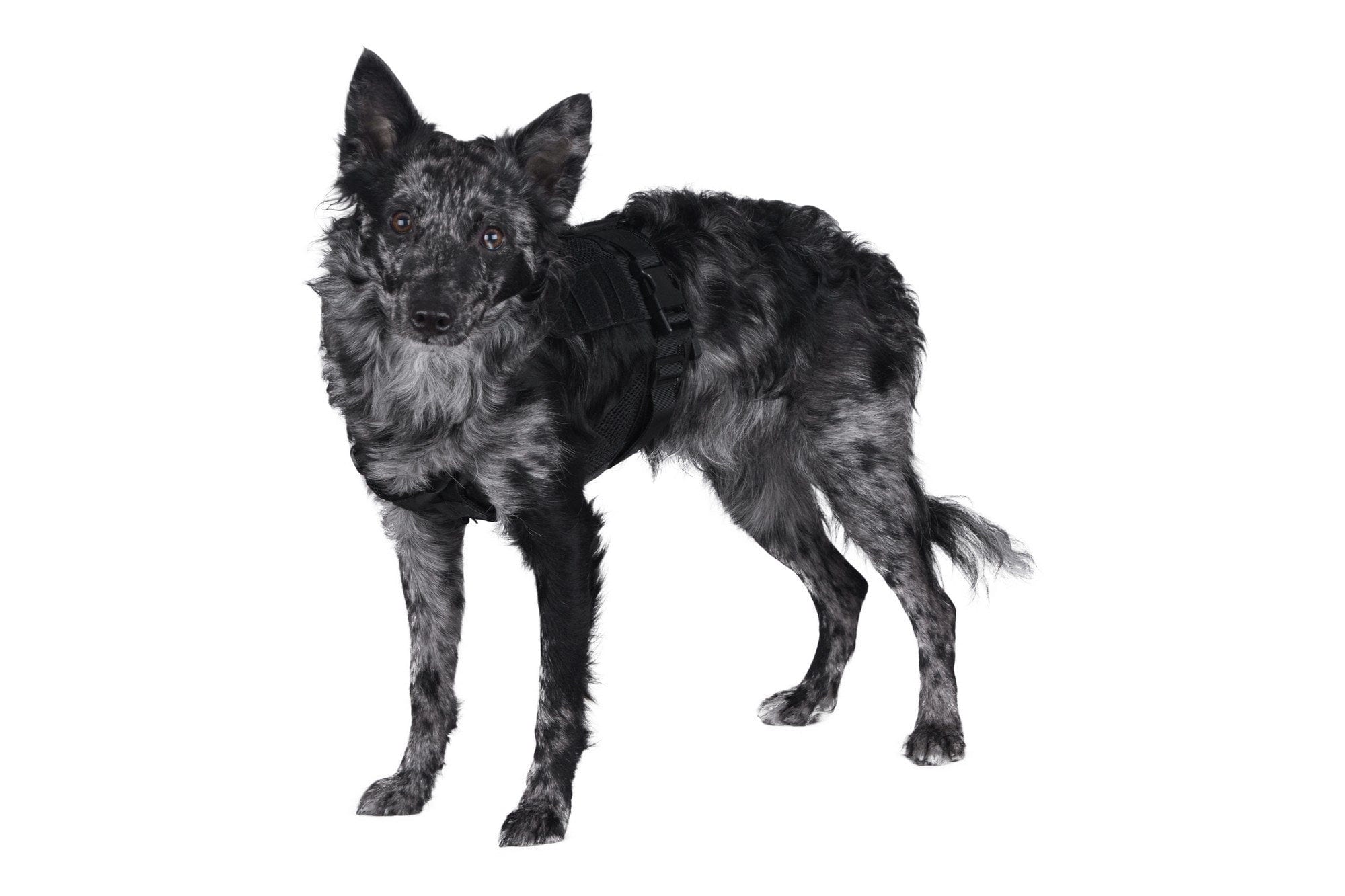 Tactical harness for dog - black