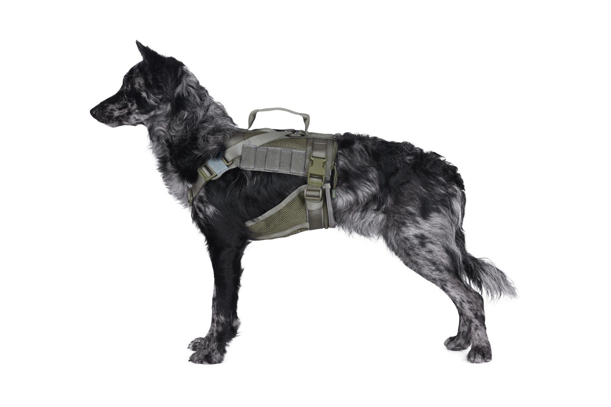 Tactical harness for dog - ranger green