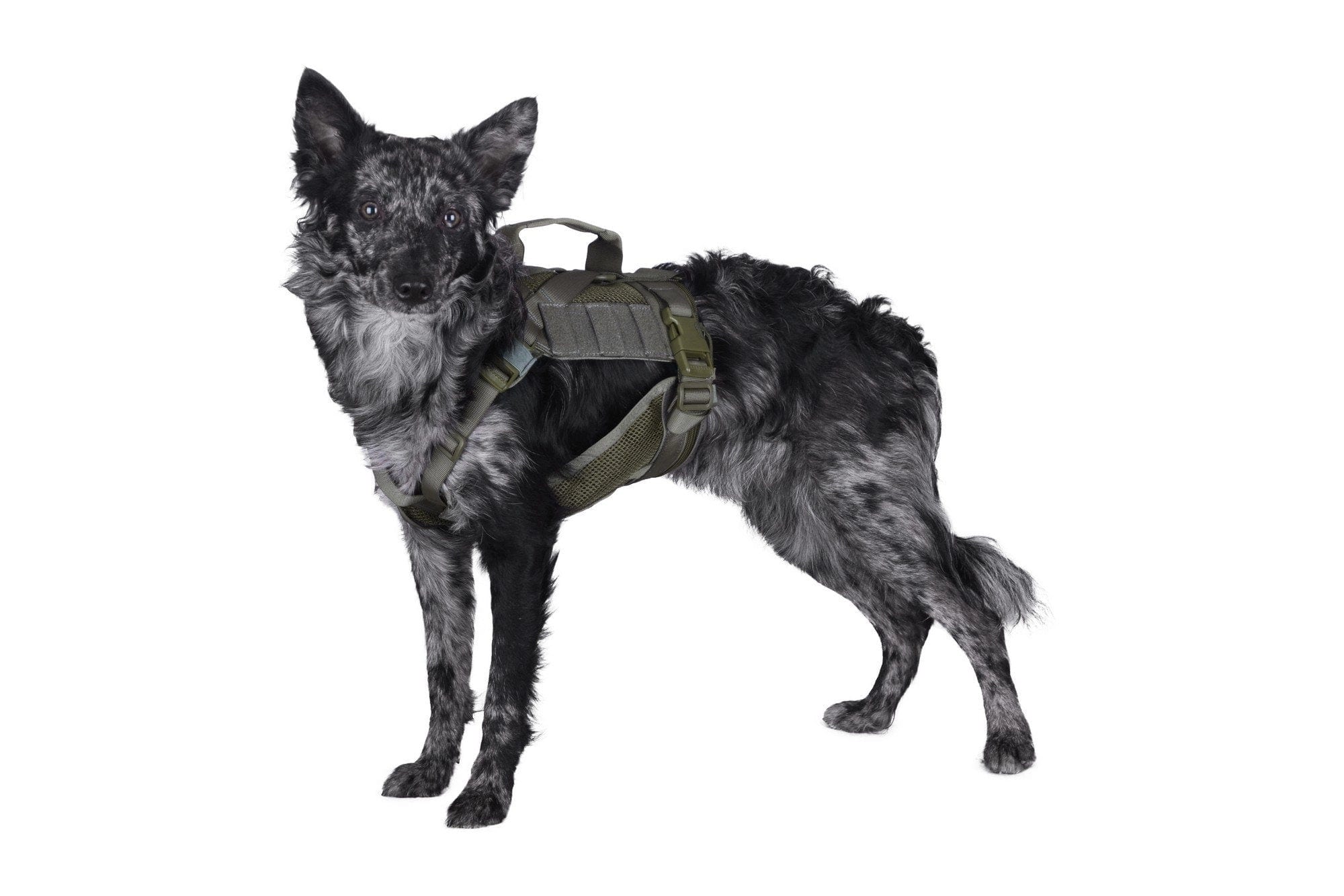 Tactical harness for dog - ranger green