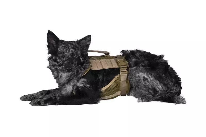 Tactical harness for dog - olive