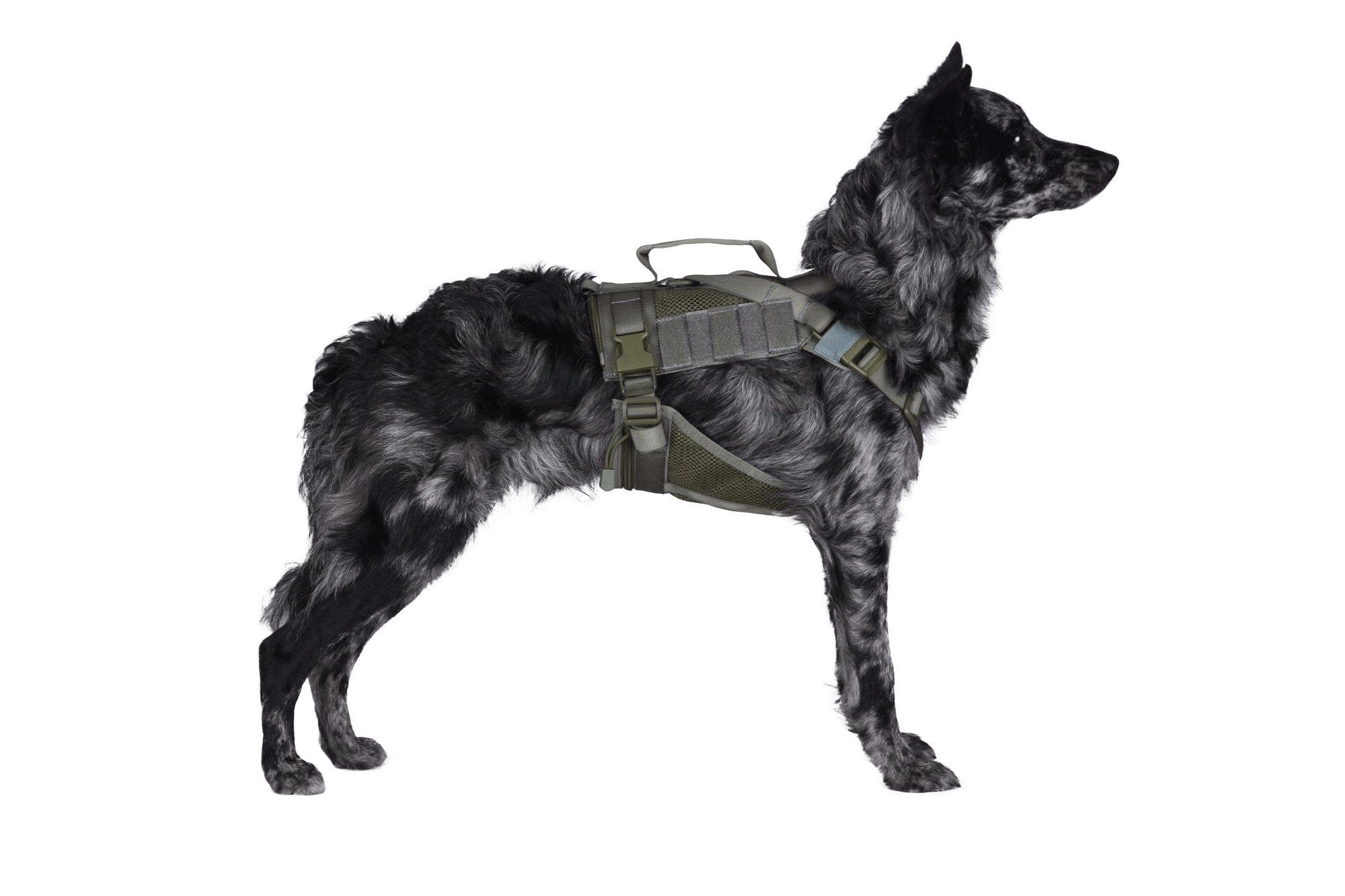 Tactical harness for dog - ranger green
